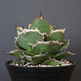 【DRAGON AGAVE】アガベ 貔貅 EC1246