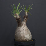 P.グラキリス 917