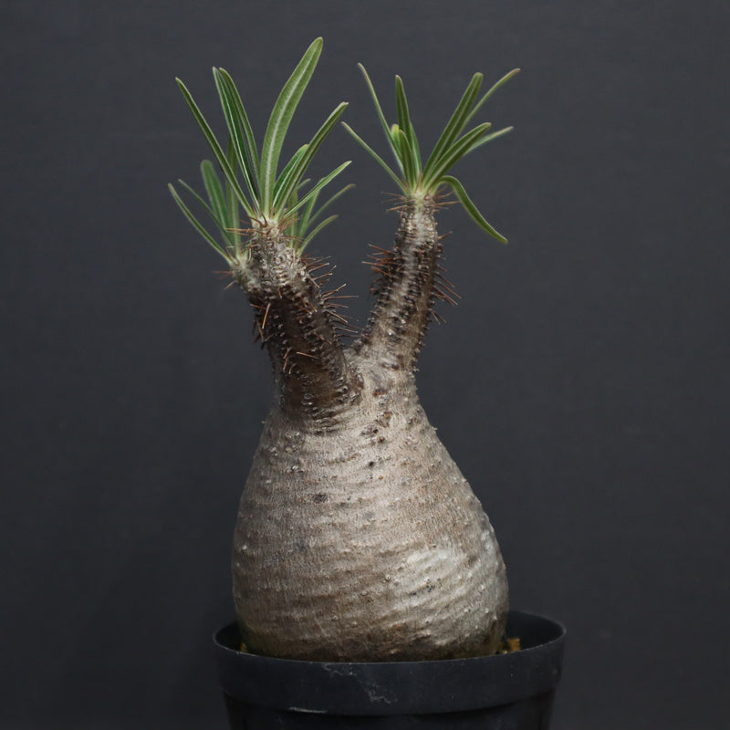 P.グラキリス 917