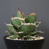 【DRAGON AGAVE】アガベ 貔貅 EC1246