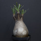 P.グラキリス 917