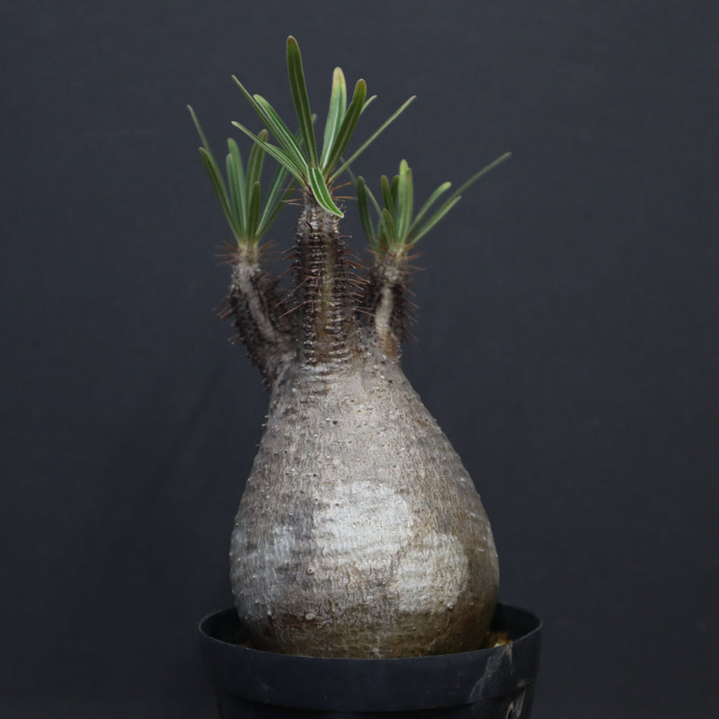 P.グラキリス 917