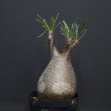 P.グラキリス 917