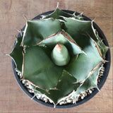 【DRAGON AGAVE】アガベ 貔貅 EC1246