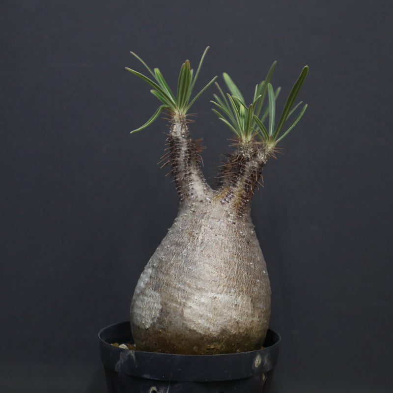 P.グラキリス 917