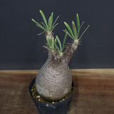 P.グラキリス 917