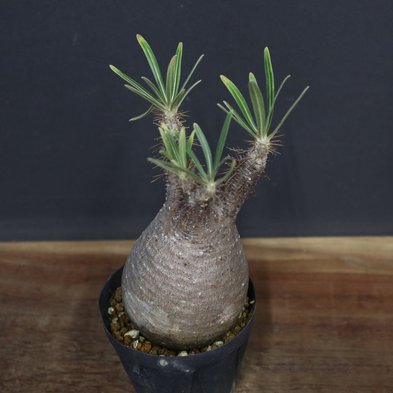 P.グラキリス 917