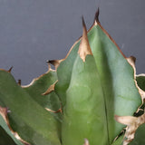 【DRAGON AGAVE】アガベ 貔貅 EC1246