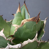 【DRAGON AGAVE】アガベ 貔貅 EC1246