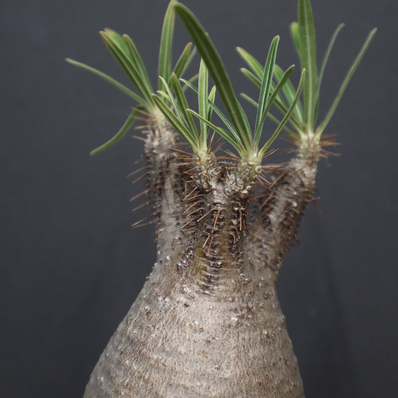 P.グラキリス 917