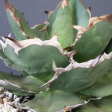 【DRAGON AGAVE】アガベ 貔貅 EC1246