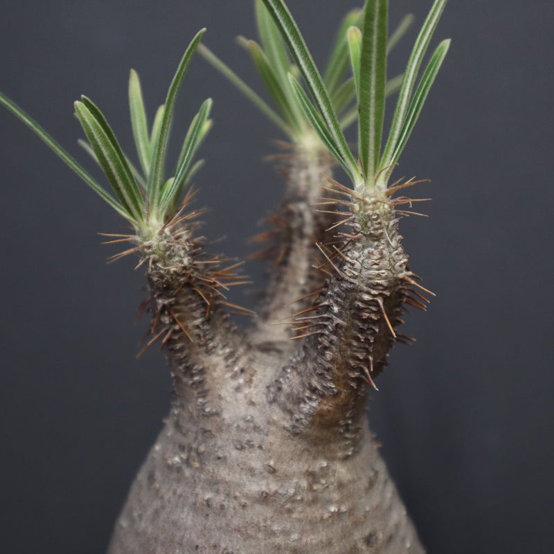 P.グラキリス 917