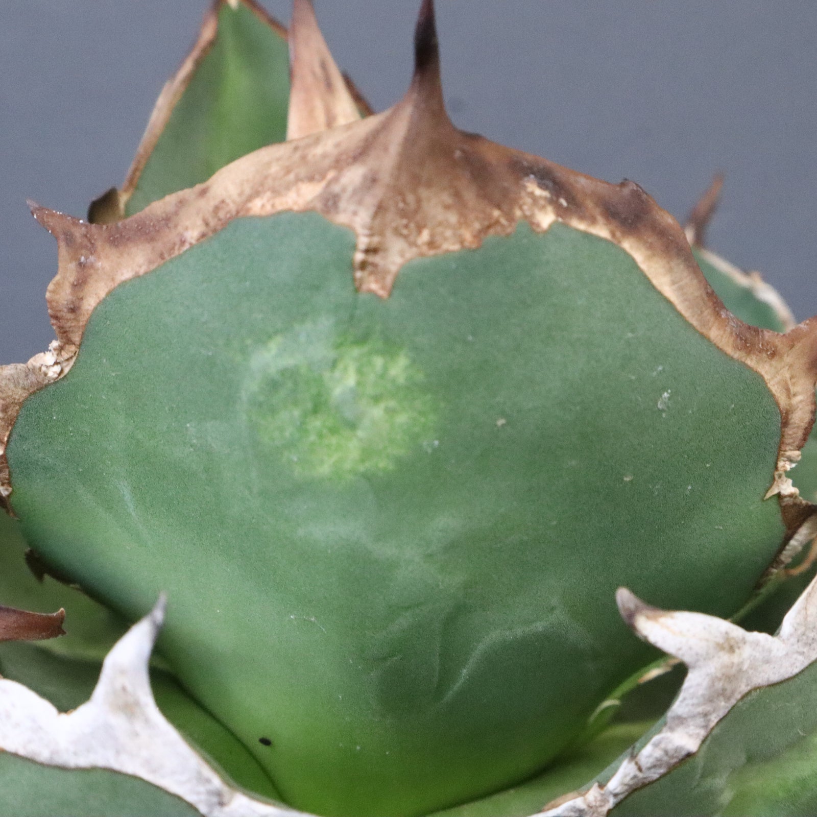 DRAGON AGAVE】アガベ 貔貅 EC1246 – TaiShoDo ONLINE SHOP