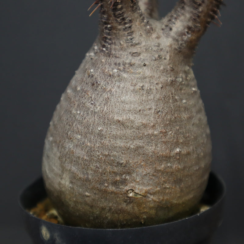 P.グラキリス 917