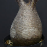 P.グラキリス 917