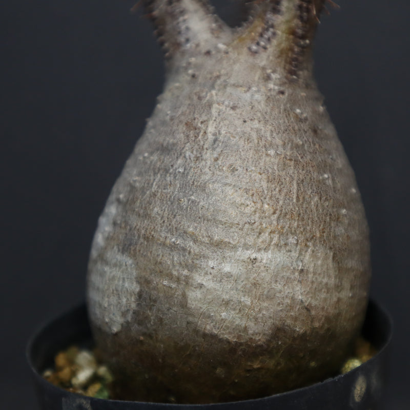 P.グラキリス 917