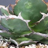 【DRAGON AGAVE】アガベ 貔貅 EC1246