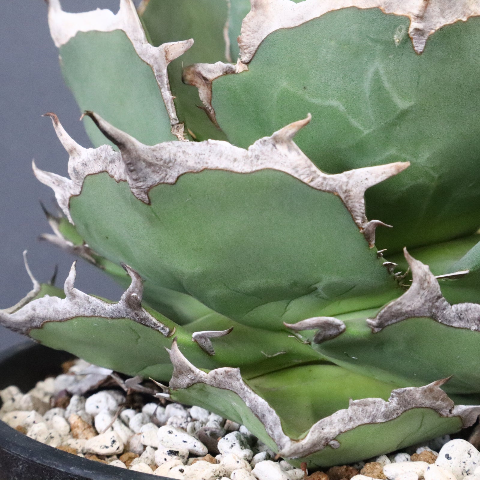 DRAGON AGAVE】アガベ 貔貅 EC1246 – TaiShoDo ONLINE SHOP