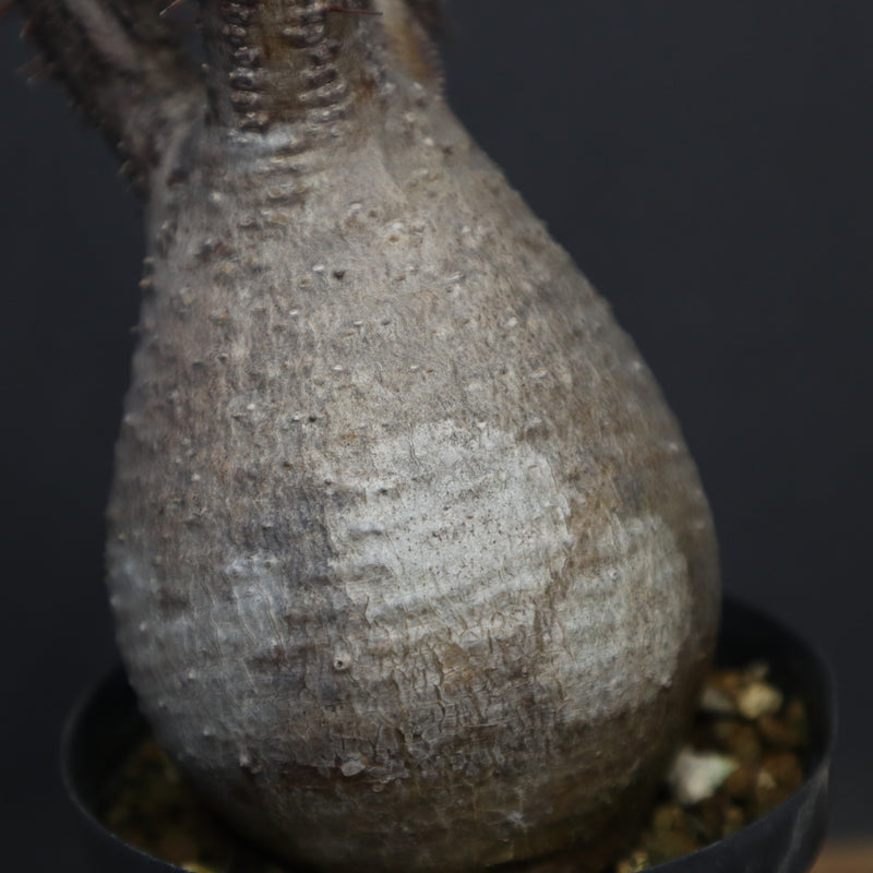 P.グラキリス 917