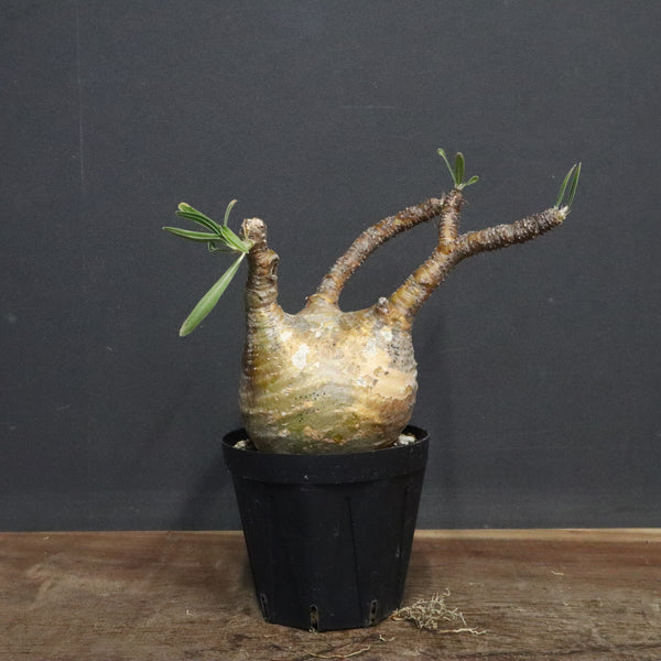 塊根植物 – 7ページ目 – TaiShoDo ONLINE SHOP