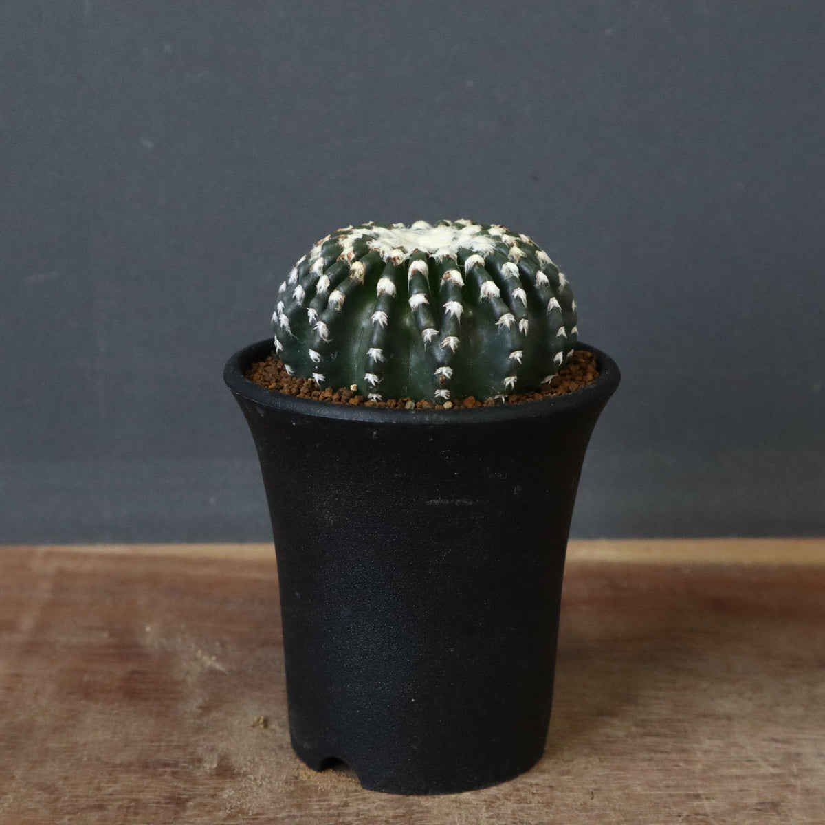 その他観葉植物 acetedyamada Stano.Lab】アガベ ハイブリッド 吉祥冠 x 瀧雷 GL028 – Caudexsan