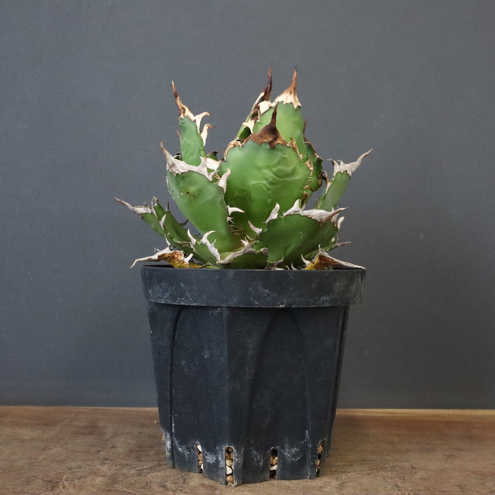 DRAGON AGAVE】アガベ 獵豹 EC1248 – TaiShoDo ONLINE SHOP