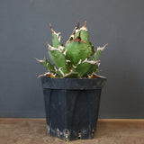 【DRAGON AGAVE】アガベ 獵豹 EC1248