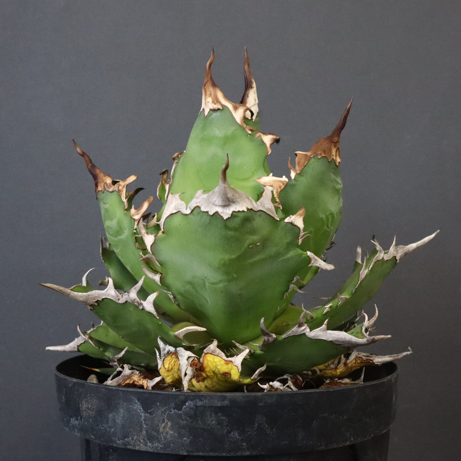DRAGON AGAVE】アガベ 獵豹 EC1248 – TaiShoDo ONLINE SHOP