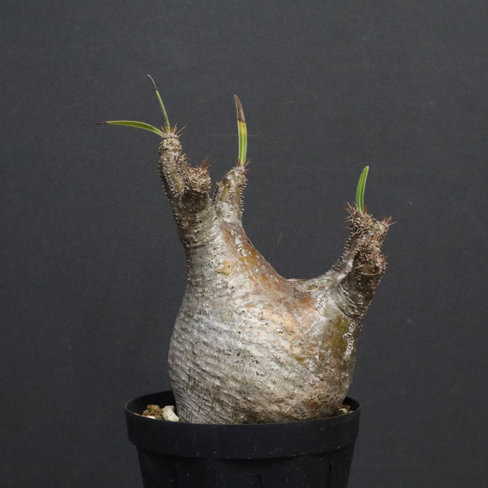 P.グラキリス E32 – TaiShoDo ONLINE SHOP