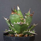 【DRAGON AGAVE】アガベ 獵豹 EC1248