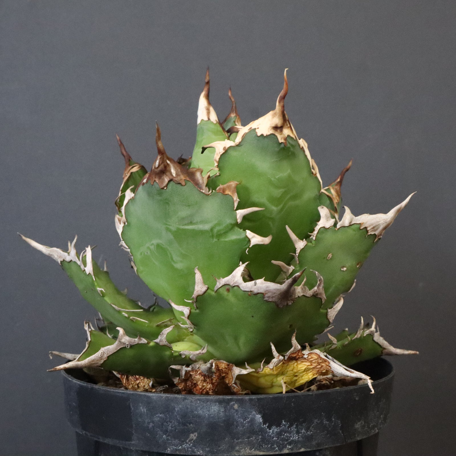 DRAGON AGAVE】アガベ 獵豹 EC1248 – TaiShoDo ONLINE SHOP