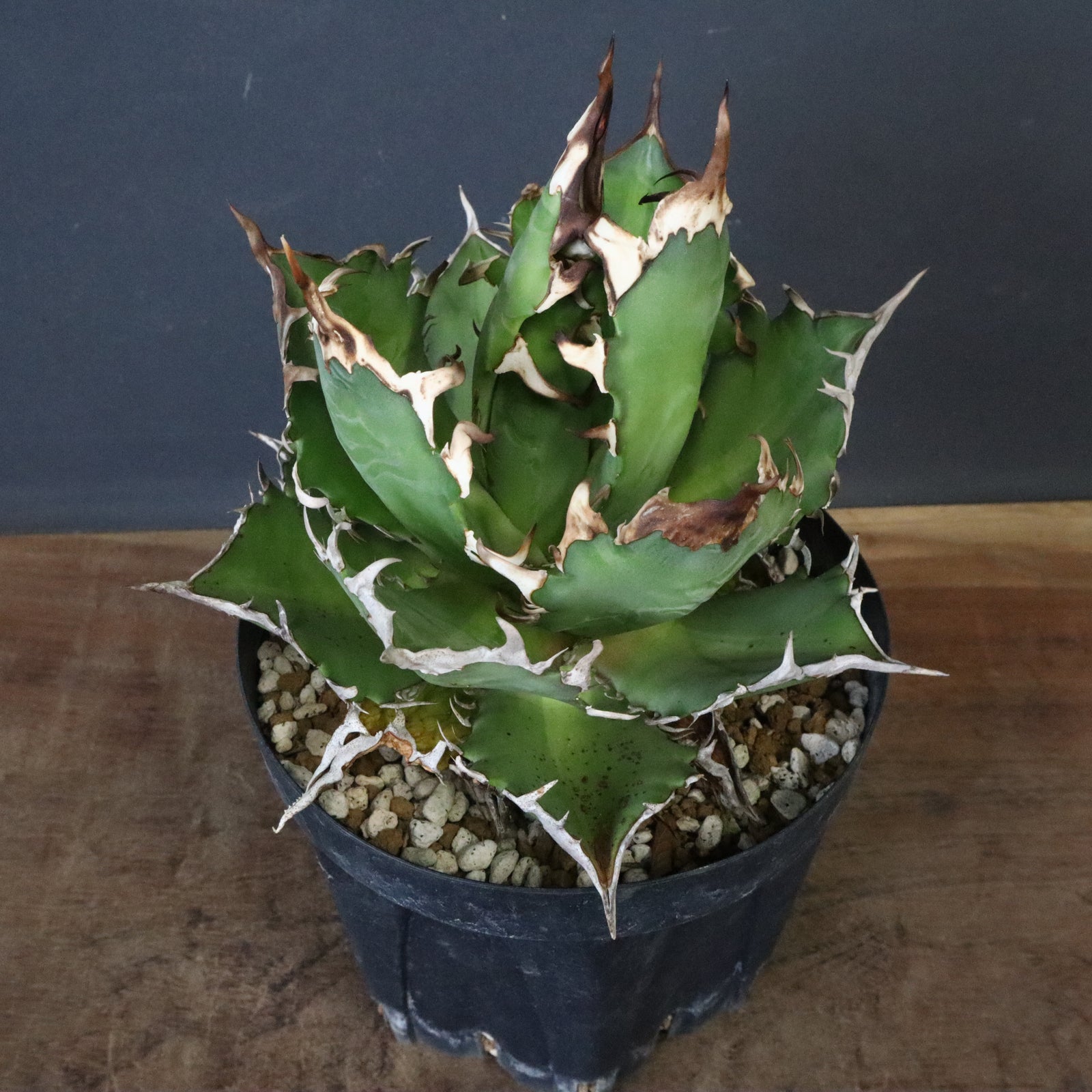 DRAGON AGAVE】アガベ 獵豹 EC1248 – TaiShoDo ONLINE SHOP