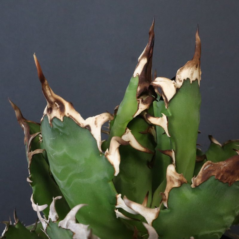 DRAGON AGAVE】アガベ 獵豹 EC1248 – TaiShoDo ONLINE SHOP