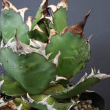 【DRAGON AGAVE】アガベ 獵豹 EC1248