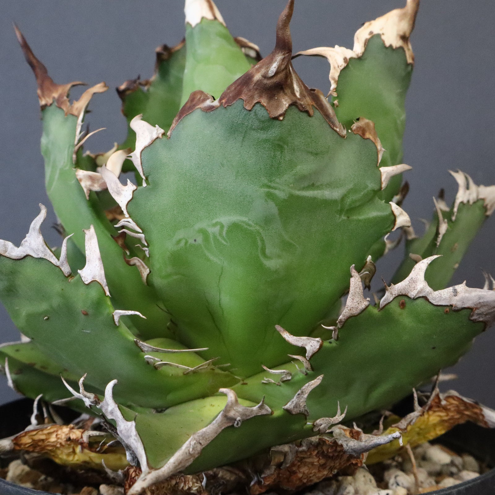 DRAGON AGAVE】アガベ 獵豹 EC1248 – TaiShoDo ONLINE SHOP