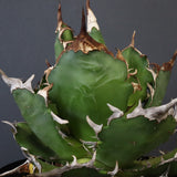 【DRAGON AGAVE】アガベ 獵豹 EC1248