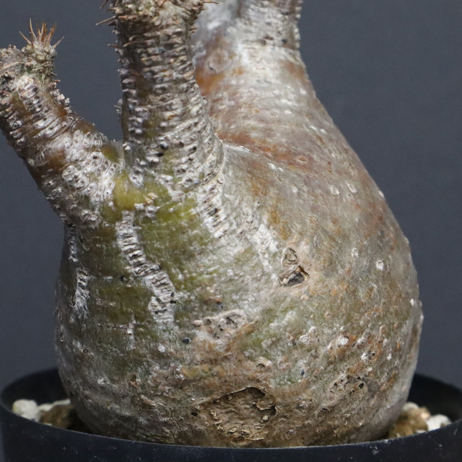 P.グラキリス E32 – TaiShoDo ONLINE SHOP