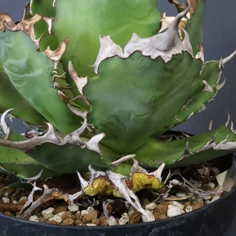 DRAGON AGAVE】アガベ 獵豹 EC1248 – TaiShoDo ONLINE SHOP
