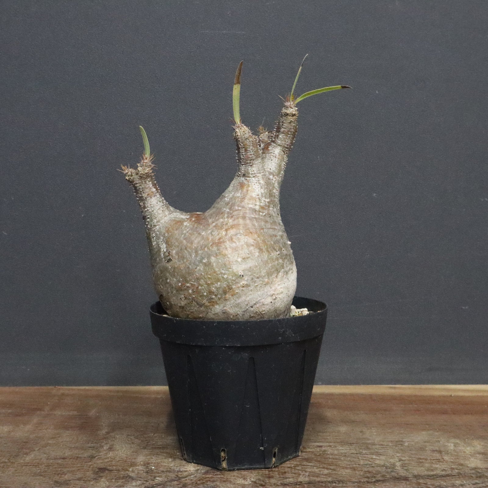 P.グラキリス E32 – TaiShoDo ONLINE SHOP