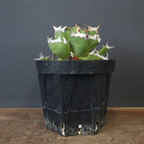【DRAGON AGAVE】アガベ 皮卡丘 EC1249
