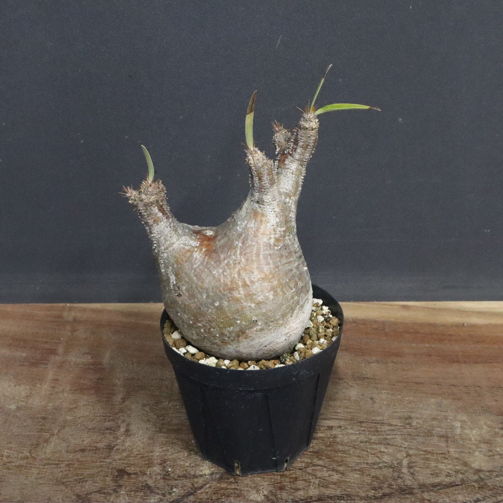 グラキリス＆aobouzu P.グラキリス E32 – TaiShoDo ONLINE SHOP