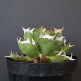 【DRAGON AGAVE】アガベ 皮卡丘 EC1249