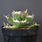 【DRAGON AGAVE】アガベ 皮卡丘 EC1249