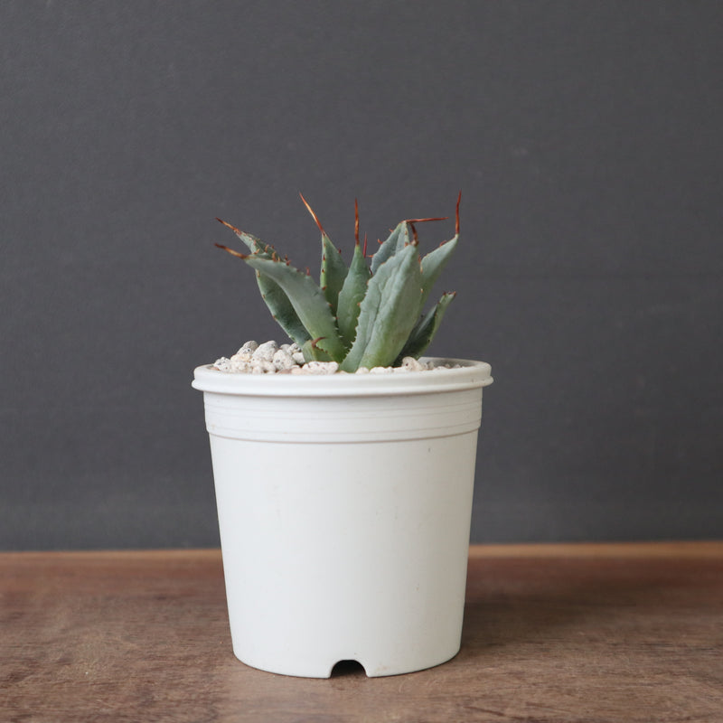 アガベ 特白肌怒雷神×血妖 EC1795 – TaiShoDo ONLINE SHOP