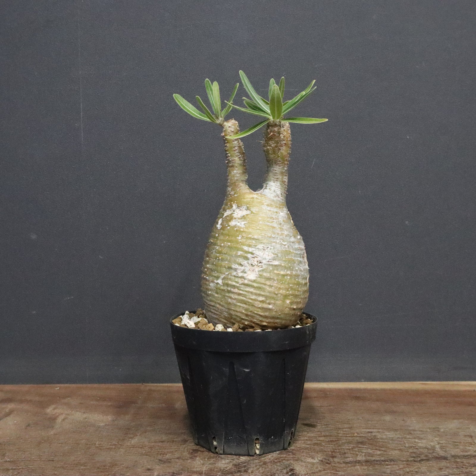 P.グラキリス A34 – TaiShoDo ONLINE SHOP