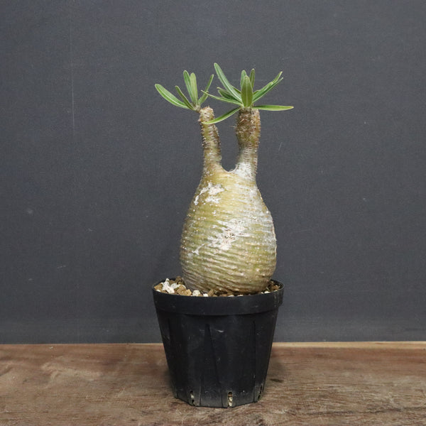 P.グラキリス A34