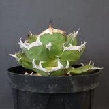 【DRAGON AGAVE】アガベ 皮卡丘 EC1249