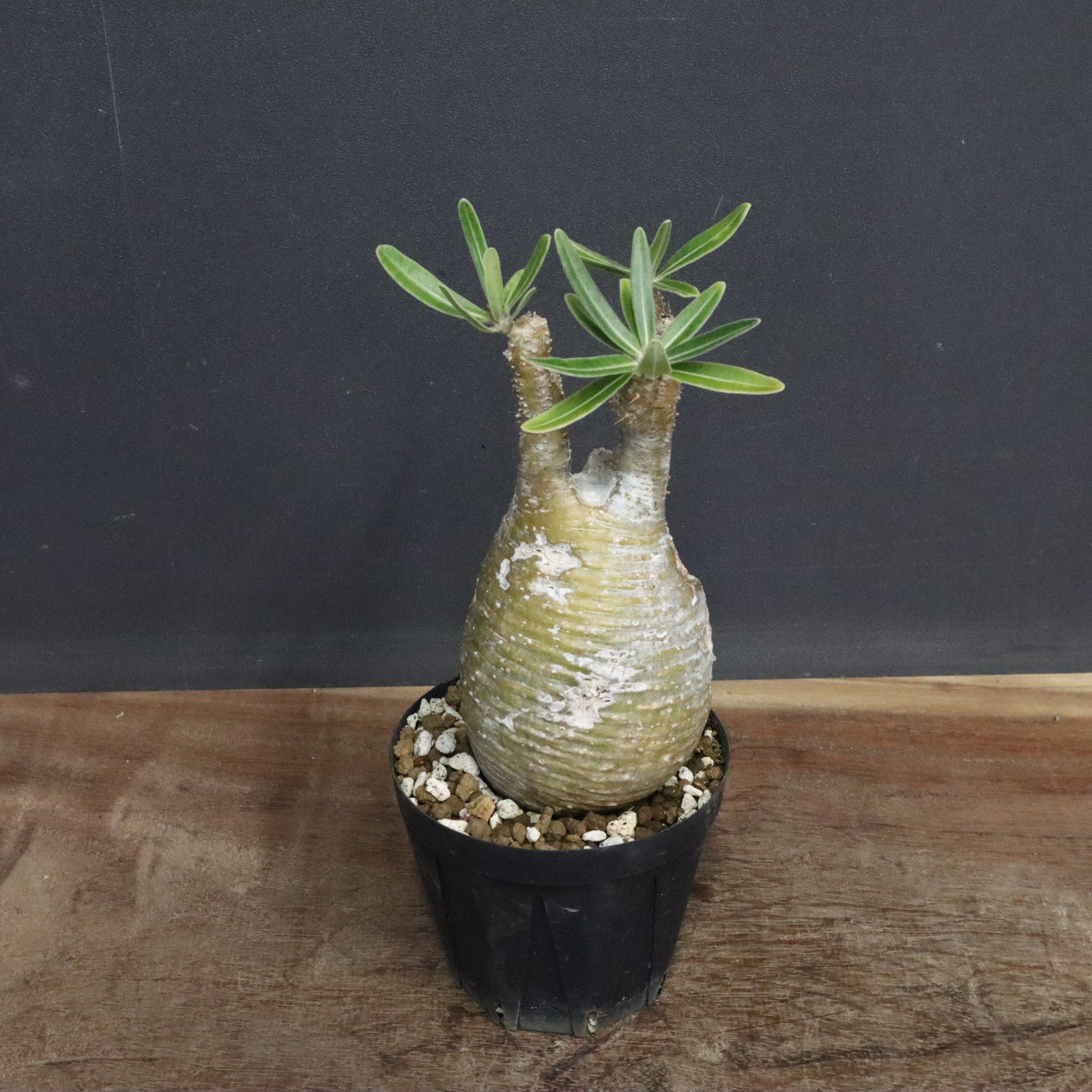 P.グラキリス A34 – TaiShoDo ONLINE SHOP