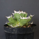 【DRAGON AGAVE】アガベ 皮卡丘 EC1249