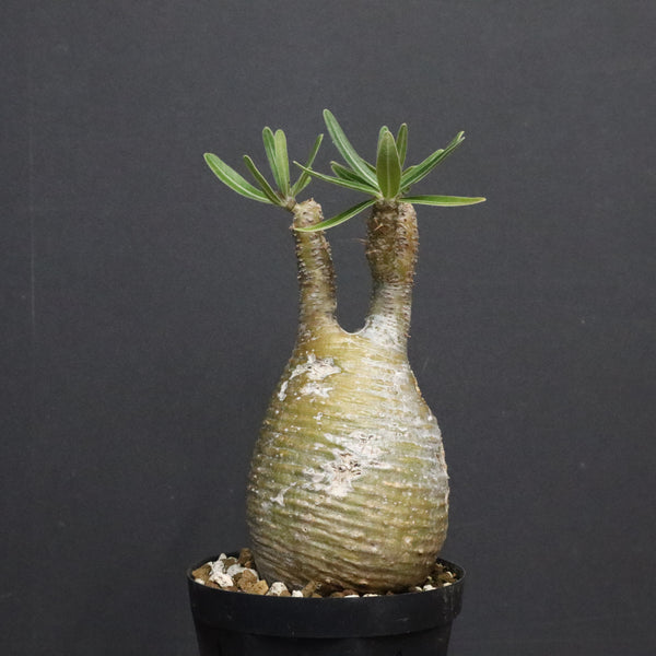 P.グラキリス A34